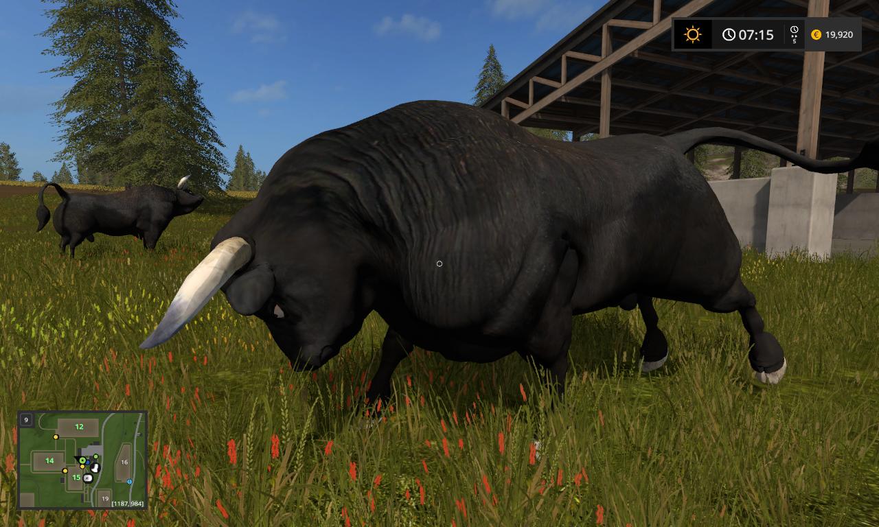 black-bull_6